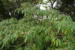 Debregeasia longifolia